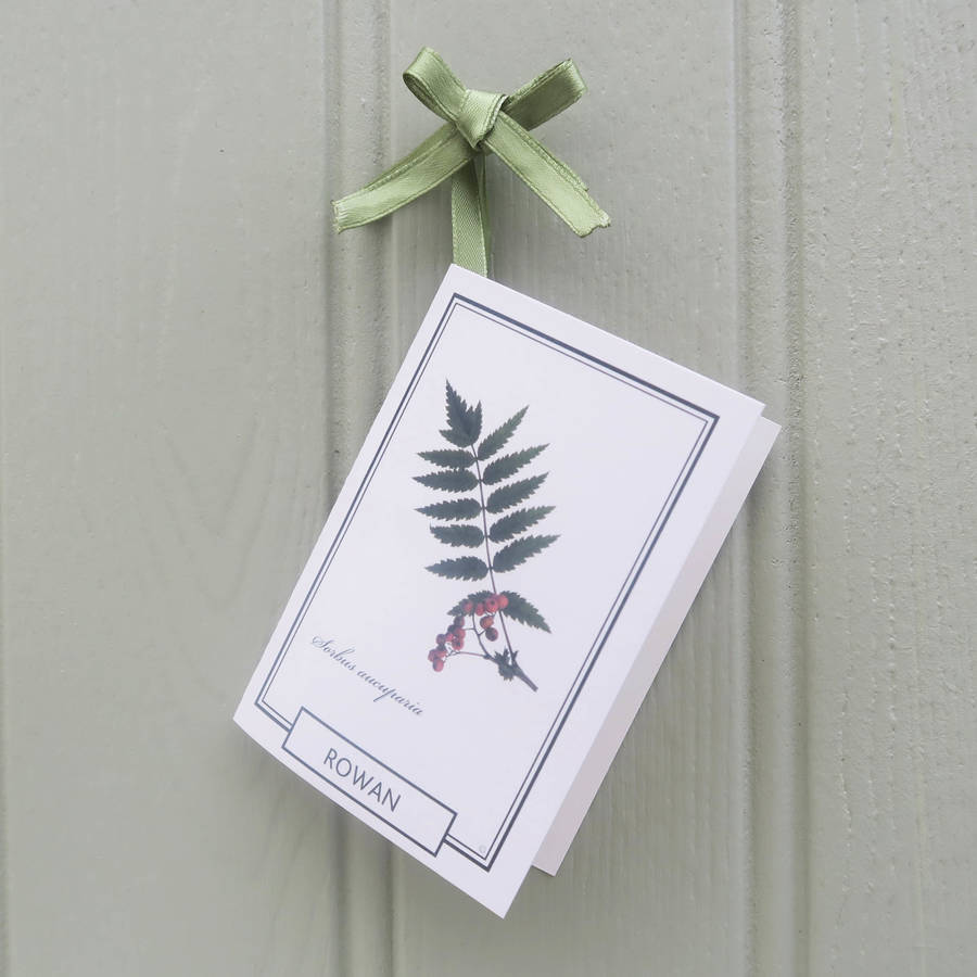 Rowan &Amp;#39;Tree Of Life&Amp;#39; Gift By The Present Tree | Notonthehighstreet.com