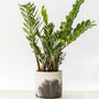 Large Zz Plant With Handmade Eco Pot, thumbnail 2 of 4