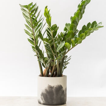 Large Zz Plant With Handmade Eco Pot, 2 of 4