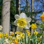 Daffodil 'Naturalizing Mix' 24 X Premium Spring Bulbs, thumbnail 1 of 5