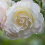 Climbing Rose Plant Rose 'Madame Alfred Carriere', thumbnail 5 of 5