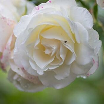 Climbing Rose Plant Rose 'Madame Alfred Carriere', 5 of 5