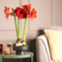 Amaryllis Bulb Pack 'Red' + 'White' Four X Bulbs, thumbnail 6 of 8