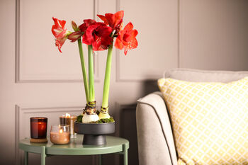 Amaryllis Bulb Pack 'Red' + 'White' Four X Bulbs, 6 of 8