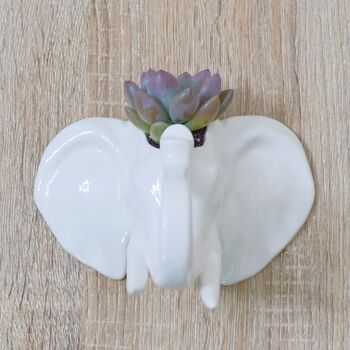Elephant Wall Hanging Planter With Choice Of Plant, 4 of 5