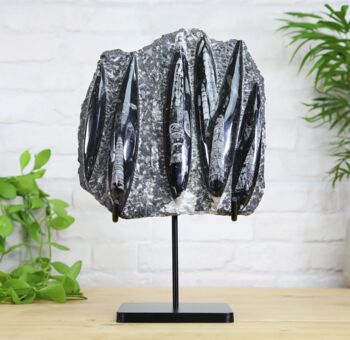 Orthocera Black Marble Bespoke Steel Stand Real Authentic Jurassic Dinosaur Fossil Natural History Interior Design Home Decor Display Gift Ornament, 2 of 5