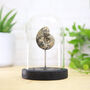 Metalegoceras Ammonite Real Authentic Dinosaur Fossil Bell Jar, thumbnail 1 of 4