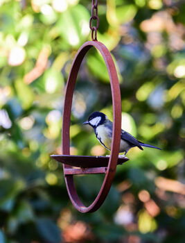 Hanging Bird Feeder Platform Ring, 2 of 3