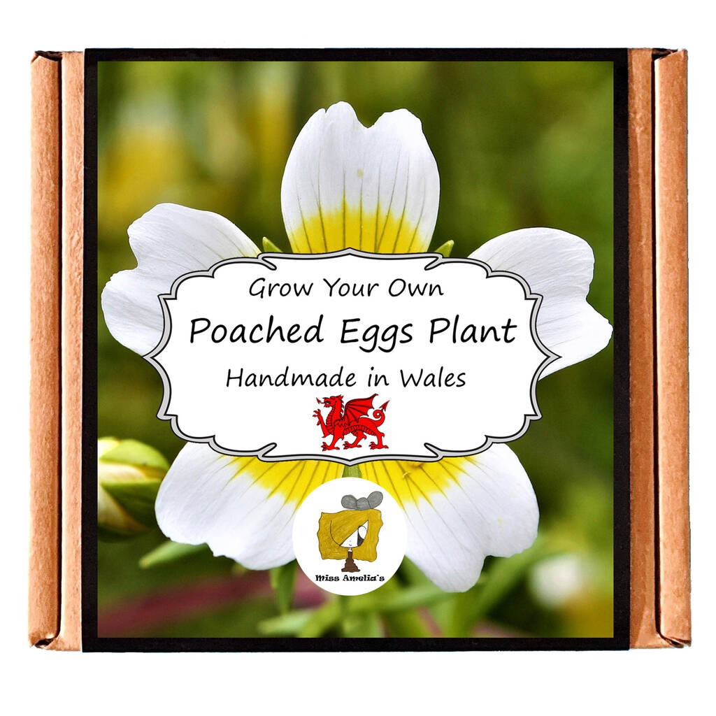 Grow Your Own Poached Egg Flowers Kit By Grow Your Own Plants