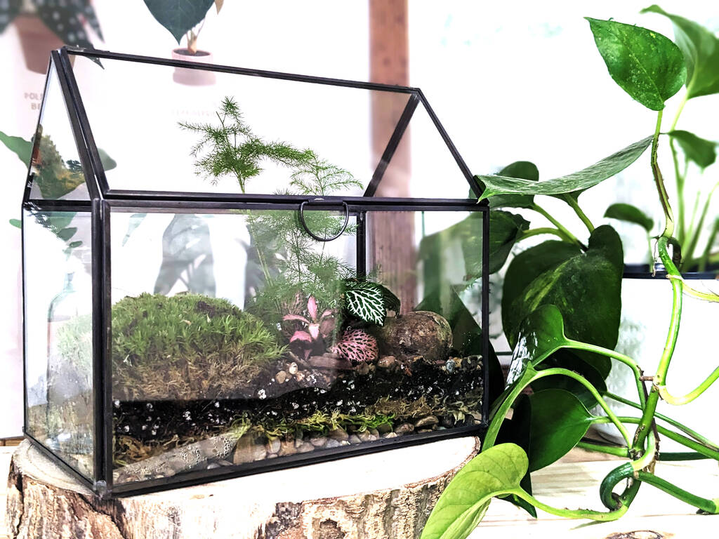 Diy Large Greenhouse Closed Terrarium Kit By DIY Terrariums