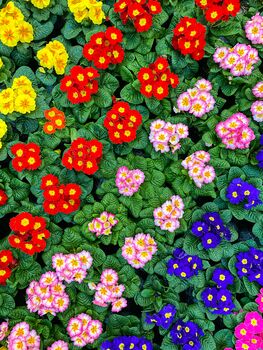 Primula 'Wanda Mix' Six X Full Plant Pack, 4 of 5