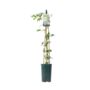 Clematis Samaritan Jo – Blue And White Patio Climber, thumbnail 5 of 5