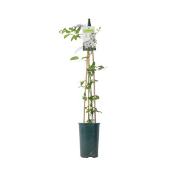 Clematis Samaritan Jo – Blue And White Patio Climber, 5 of 5