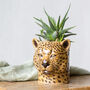 Leopard Succulent Planter, thumbnail 1 of 4