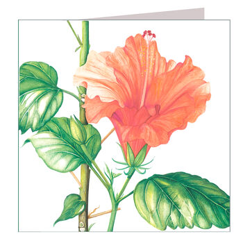 Hibiscus Greetings Card, 3 of 5