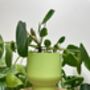 3D Printed Tall Curved Plant Pot With Drainage, thumbnail 3 of 9