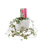 String Of Hearts In White Ceramic Pot Eight.5cm, thumbnail 2 of 2