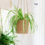 Jute And Seagrass Hanging Planters, thumbnail 2 of 4