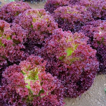 Salad Plants Lettuce 'Lollo Rosso' 3x Plug Plant Pack, 6 of 7