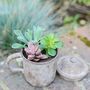 Cooking Pot Planter With Choice Of Plants, thumbnail 2 of 2