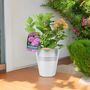 Pink Hydrangea Macrophylla In 3 L Pot – Summer Plant, thumbnail 6 of 7