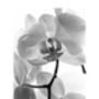 White Orchid I, Black And White, Art Print, thumbnail 5 of 7