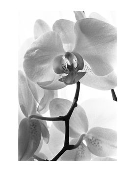 White Orchid I, Black And White, Art Print, 5 of 7