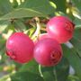 Fruit Plants Blueberry 'Pink Lemonade' One X 2 L Pot, thumbnail 4 of 5