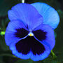 Flowers Pansy 'Blue Blotch' Six X Plant Pack, thumbnail 5 of 5