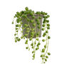 String Of Pearls Trailing House Plant In Nine 10cm Pot, thumbnail 5 of 5