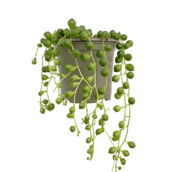 String Of Pearls Trailing House Plant In Nine 10cm Pot, 5 of 5