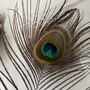 Peacock Feather, thumbnail 2 of 11