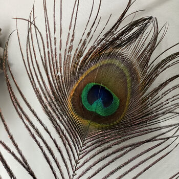 Peacock Feather, 2 of 11