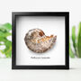 Phylloceras Ammonite Natural History Fossil Frame, thumbnail 1 of 5