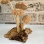 Hand Carved Shitake Wood Mushrooms On Driftwood Base, thumbnail 10 of 11