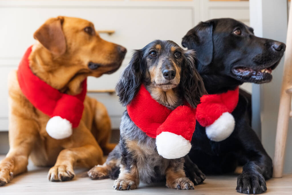 Christmas dog outlet scarf