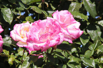 Climbing Rose 'Handel' Bare Rooted Plant, 6 of 6