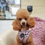 Beige And Black Scruffy Dots Dog Harness, thumbnail 7 of 9