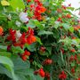 Runner Beans 'Firestorm' 16 X Plant Pack, thumbnail 1 of 6