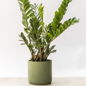 Large Zz Plant With Handmade Eco Pot, 3 of 4