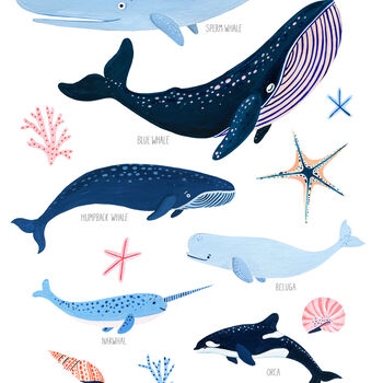 Whale Species Art Print, 7 of 7
