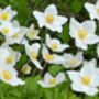 Anemone Plants, 'Honorine Jobert', thumbnail 4 of 8