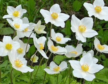 Anemone Plants, 'Honorine Jobert', 4 of 8