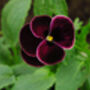 Viola 'Antique Shades' Six X Plant Pack, thumbnail 2 of 2