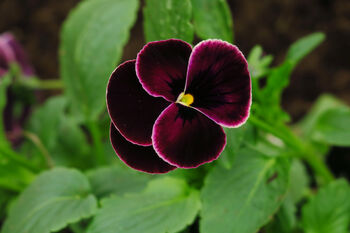 Viola 'Antique Shades' Six X Plant Pack, 2 of 2