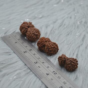 Nepali Gauri Shankar Rudraksha Beads, 6 of 9