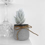 Woolly Senecio Rare Silver White Succulent House Plant, thumbnail 1 of 2