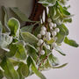 Luxury Extra Large Lambs Ear Wreath, thumbnail 5 of 6