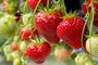 Strawberry Plants, 'Sophie', thumbnail 1 of 8