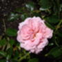 Camellia Debbie, Personalised Plant Gift, thumbnail 2 of 2